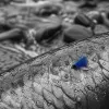 Fall Salmon Run by Region: When to Go, What to Throw, and Where the Fish Show Up First