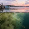 Your Lake Just Turned Over and the Fish Vanished. Here Is What Actually Happened