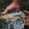 How to Replace Fishing Rod Ferrules by Hand
