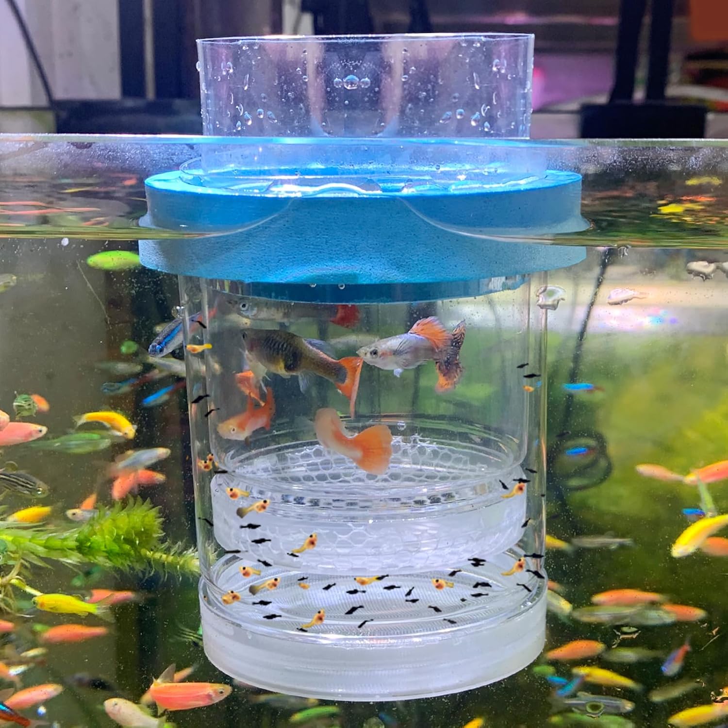 Middlefloatingbreederbox Breeder Box for Fish Tank Isolation Aquarium Separator Hatchery Incubator for Guppy Baby Betta Saltwater Clownfish Coral Aggressive or Injured Fish (Middle Two-Piece Set)