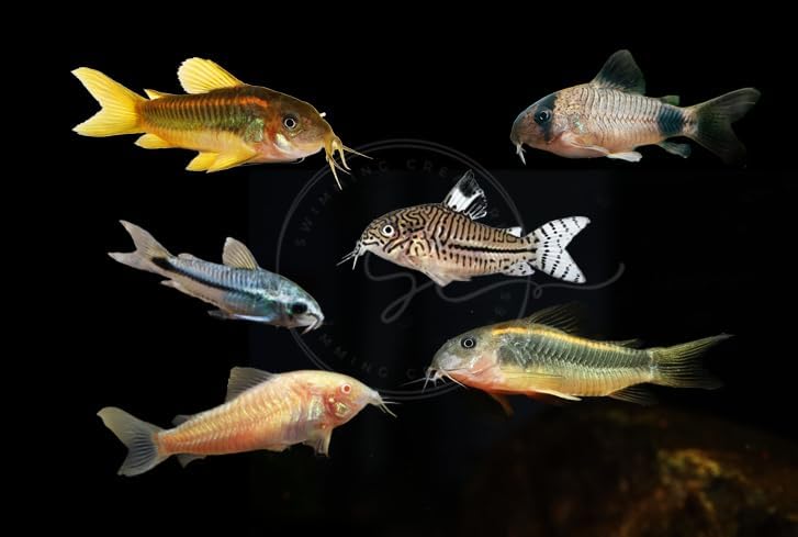 5 PCS Assorted Corydoras Mix, Freshwater Aquarium Catfish Live Arrival Guarantee (3-4 Kinds Mix)