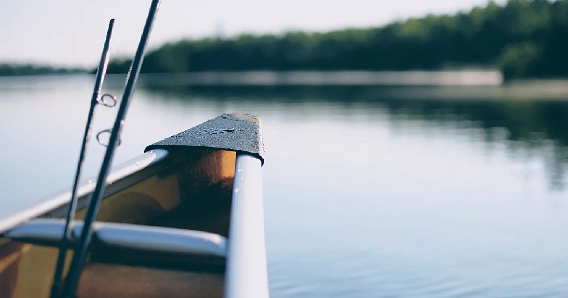 Understanding the catfish animal: species, behavior, and fishing techniques