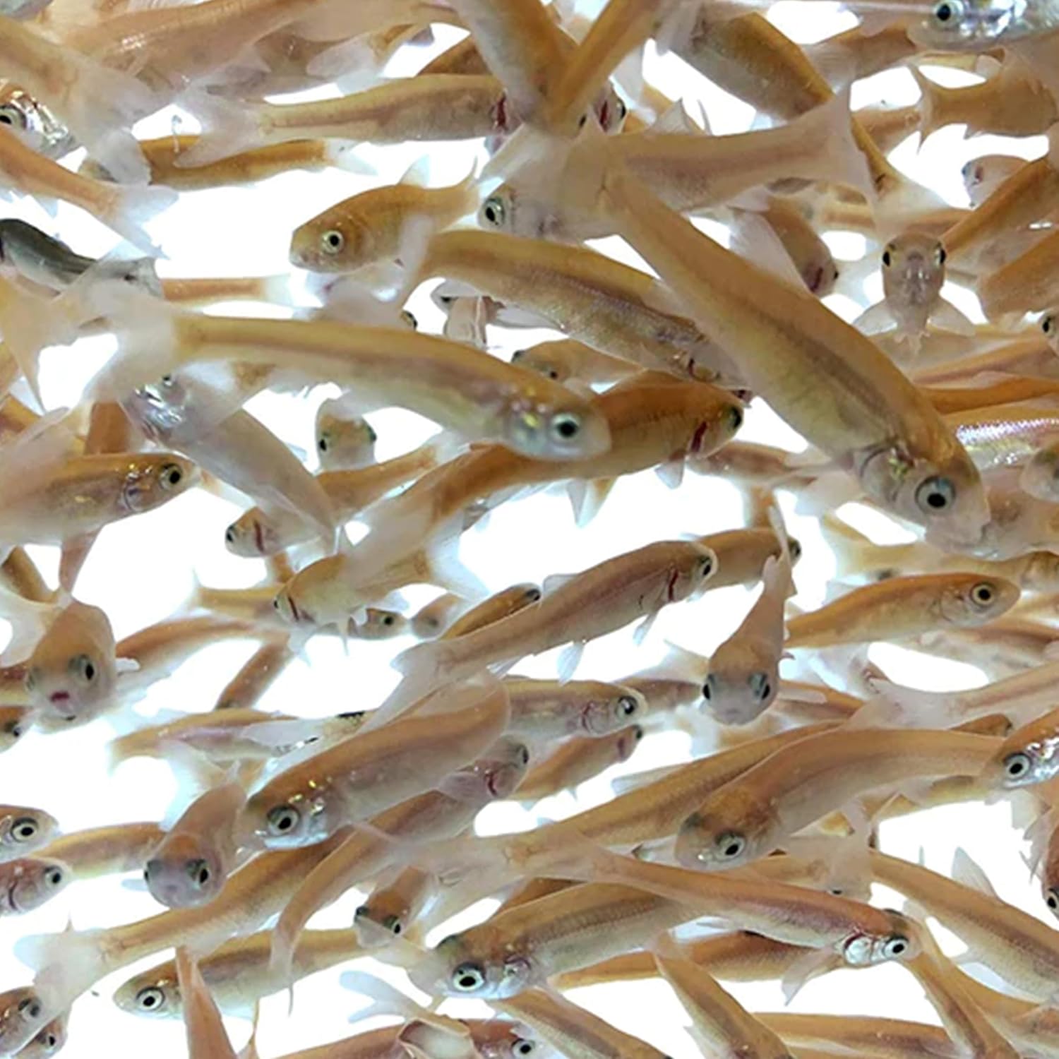 Rosie Red Minnows - Versatile Live Fish Perfect for Aquariums or as Feeder Fish for Ponds - Small, 1,000 Count Small 1000 Count