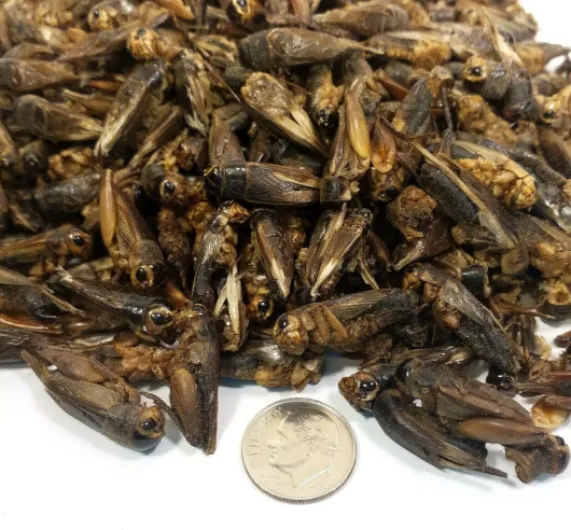 Aquatic Foods Inc - Crickets - Freeze Dried Crickets for Tropical Fish, Reptiles, Turtles, Tortoises Frogs, Hamsters, Birds, Rodents…8oz Med Jar 8 Ounce (Pack of 1)