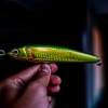 Silver fish with yellow fins saltwater: a deep dive into identification and fishing tips