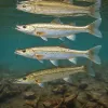 Refined snook fishing lures that turn follows into solid hook ups