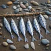 Refined sea bass rigs for demanding coastal anglers