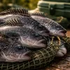 Black Sea Bass Gets a 20% Bag Bump: What Changed for Your Summer Trips