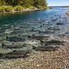 Pacific Salmon Quietly Rebounding After 25 Years of ESA Protection