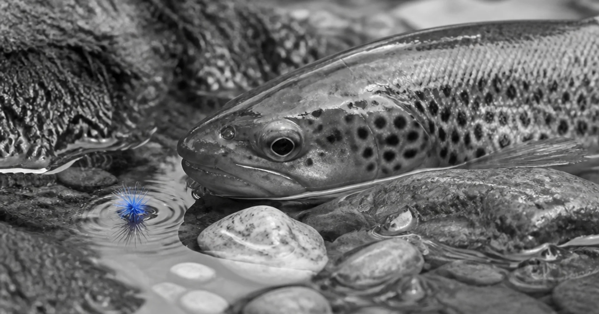 Trout in the Heat: Low-Water Tactics When August Shrinks the River
