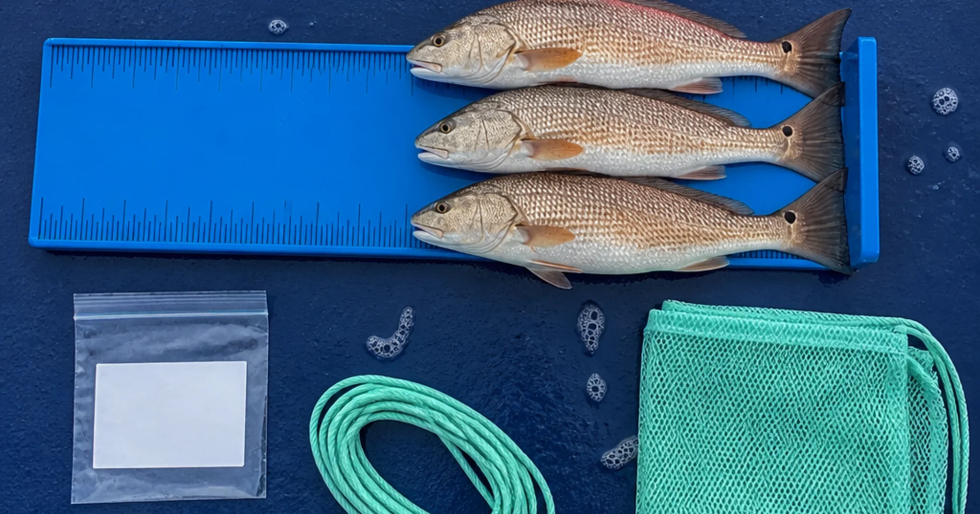 South Carolina Halves Red Drum Limits After Stock Assessment Finds Overfishing